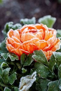 Severinae  Wells