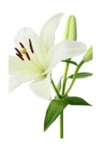Sara  G Schafer