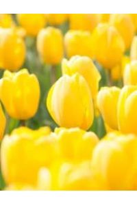 Michael J.   Bayton, Sr.