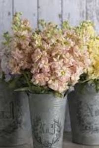 Doris May Wilson