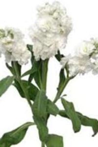 Debra A. Dunlap
