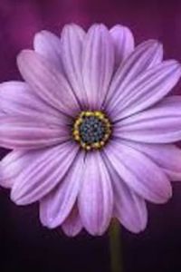 Mildred 