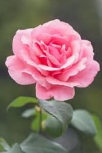Ruth C. (Geary) Mays