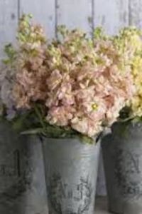 Barbara Q. Brown