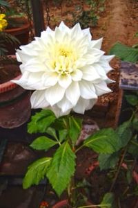 Shirley (Jesteadt) Harbison