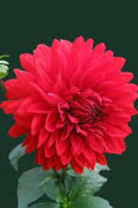 Edna M. Blake