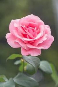 Mary A. Bickar
