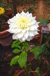 Patricia L. (Campbell) Derbish