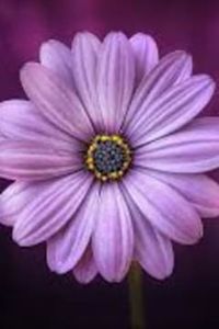 Mary (Surdoval) Block