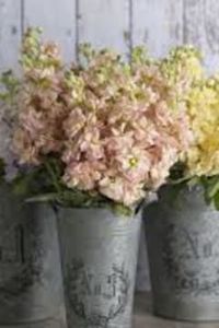 Karen (Gillingham) Kalfas