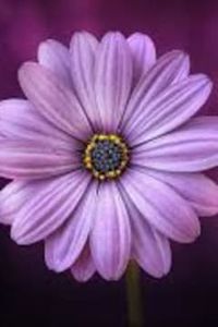 Catherine T. (Belsterling) Blosser