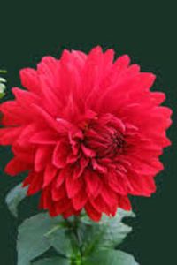 Robert Nicholas Young