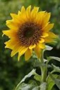 Carolyn Kelver McLean