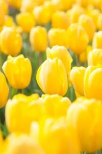 Grace H. (Hellmann) Loadman