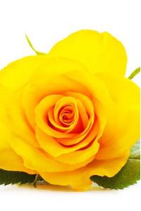 Dorothy M. Vereb