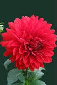 Wilma M. (Wallace) Bagg