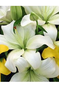 Rosemary C. Burry  