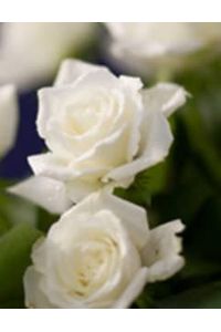 Diana L. Omeis  